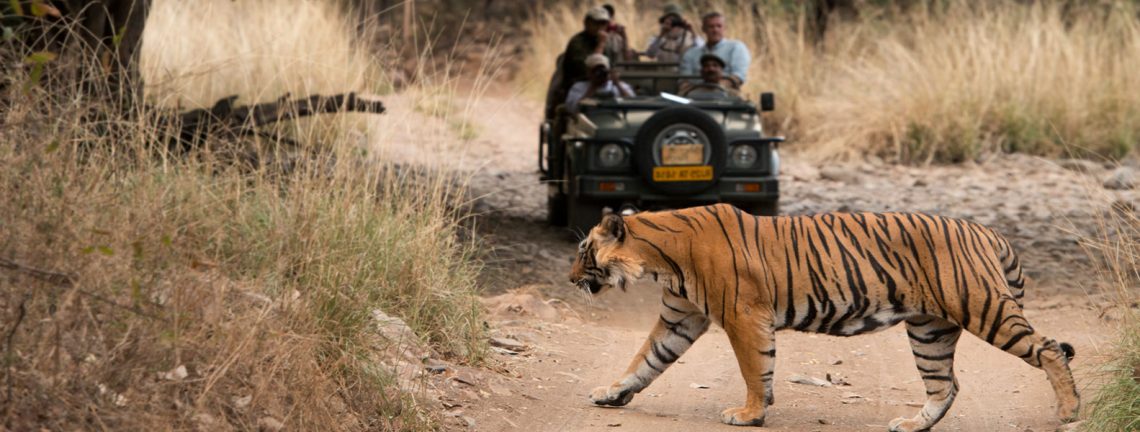 Tigre traversant la route en Inde