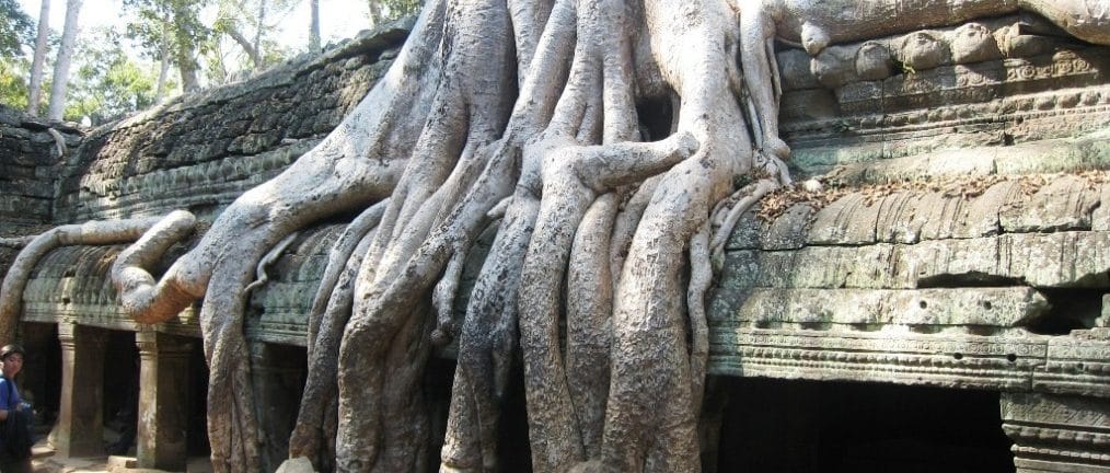 Angkor, Siem Reap, Cambodge, Ta Prohm, Ta Prohm Temple, Bouddha, Bouddhisme, Bouddhisme, arbre, arbres, racines, Nature,