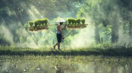 Photo d'un agriculteur dans une riziere au Vietnam