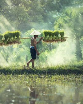 Photo d'un agriculteur dans une riziere au Vietnam