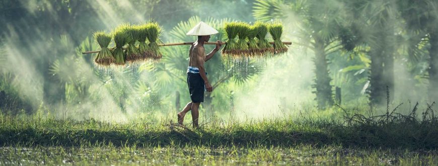 Photo d'un agriculteur dans une riziere au Vietnam