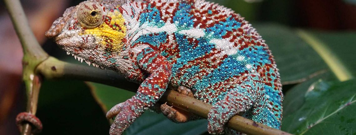 Reptile colorée sur arbre au Madagascar