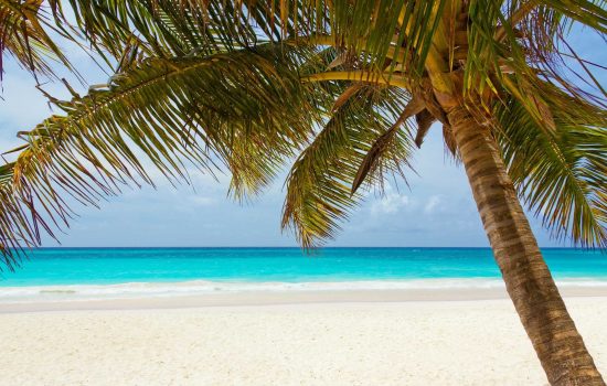 Vue de la plage et palmier