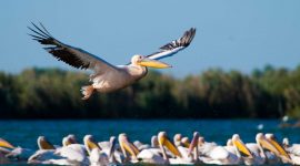 Oiseaux dans le Delta du Danube Roumanie
