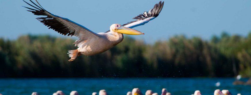 Oiseaux dans le Delta du Danube Roumanie