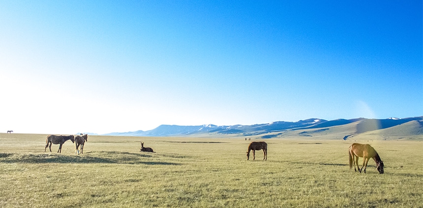 Des chevaux en Ouzbékistan