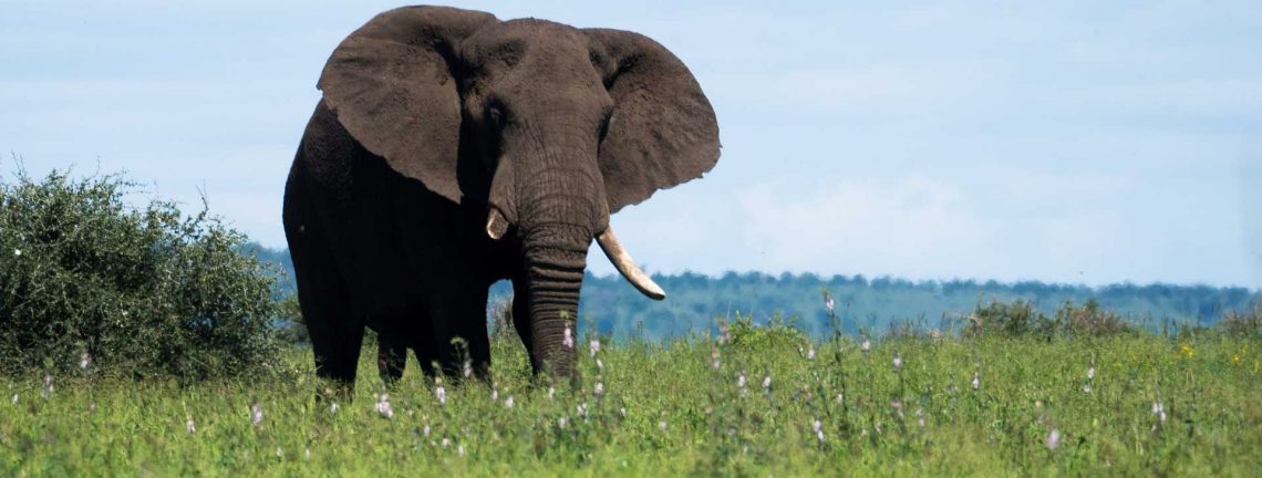 Eléphant en Afrique