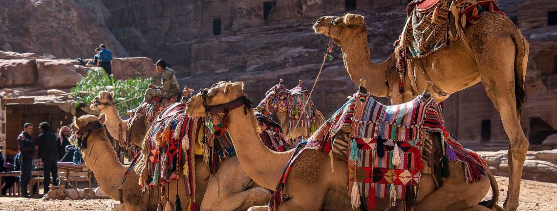 Des chameaux en Jordanie