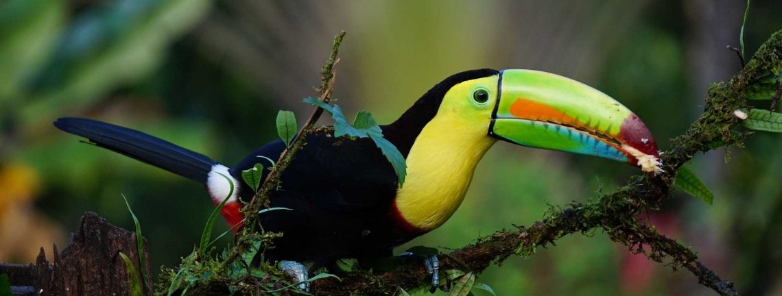 Toucan sur une branche au Costa Rica