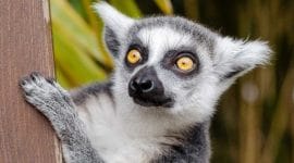 Lemur au Madagascar