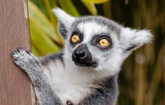 Lemur au Madagascar