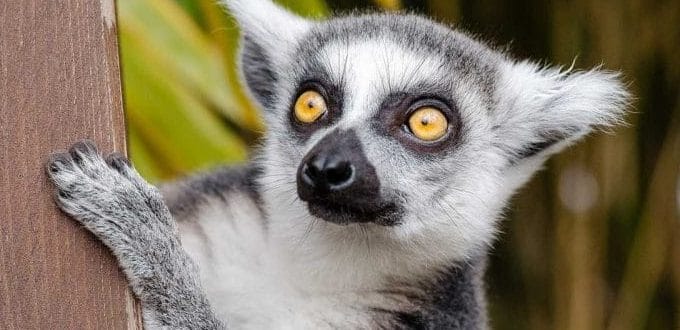 Lemur au Madagascar