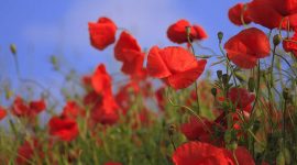 Champ de coquelicot au Kazakhstan