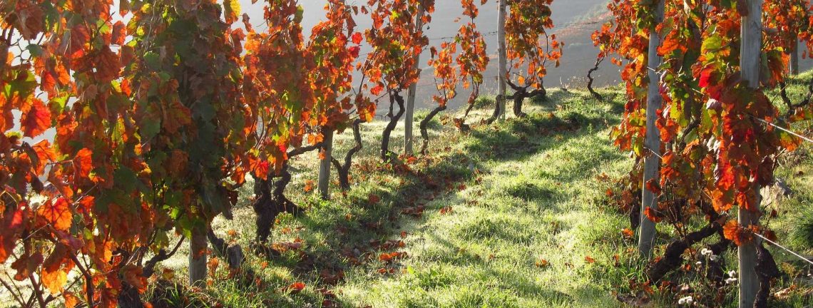 Oenologie, vignes à Port, Portugal, colline, feuilles de vigne