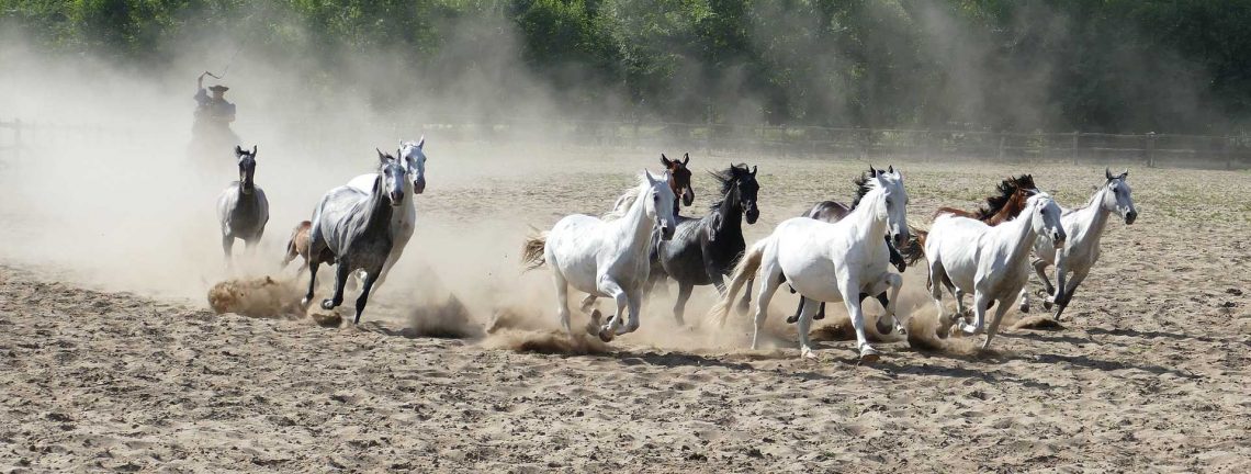 Chevaux à Puszta en Hongrie