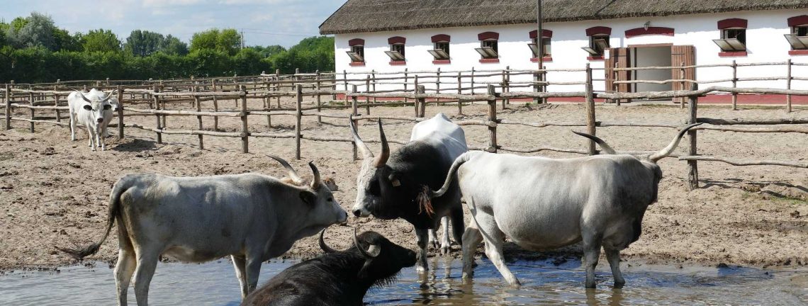 Ferme de vaches à Puzsta en Hongrie