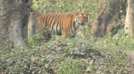 Tigre au Parc National de Kaziranga en Inde