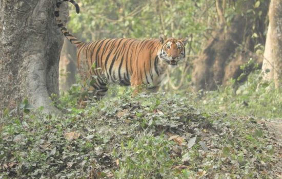 Tigre au Parc National de Kaziranga en Inde