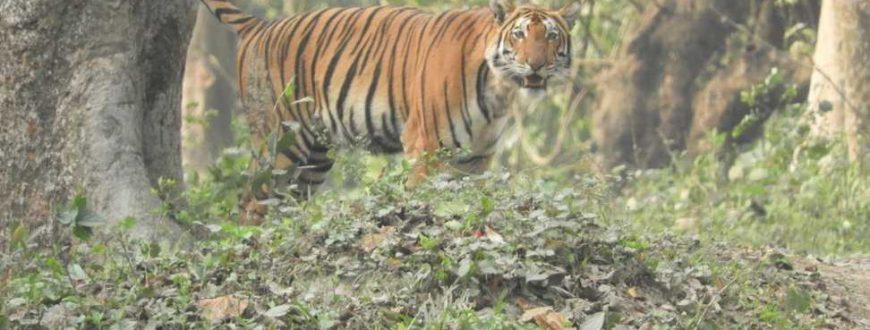 Tigre au Parc National de Kaziranga en Inde