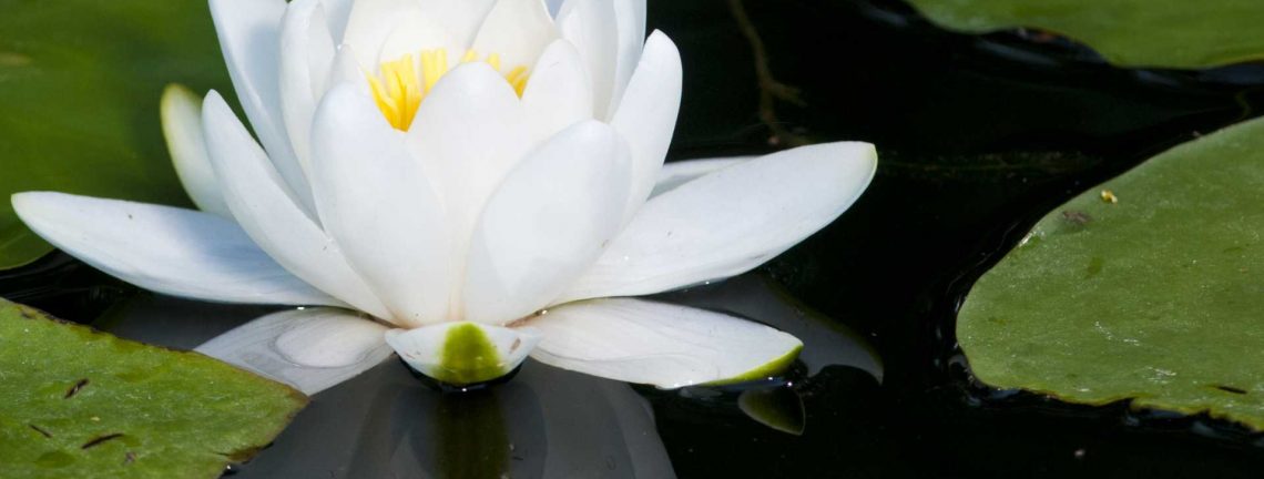 Nénuphar dans le Delta du Danube, Roumanie